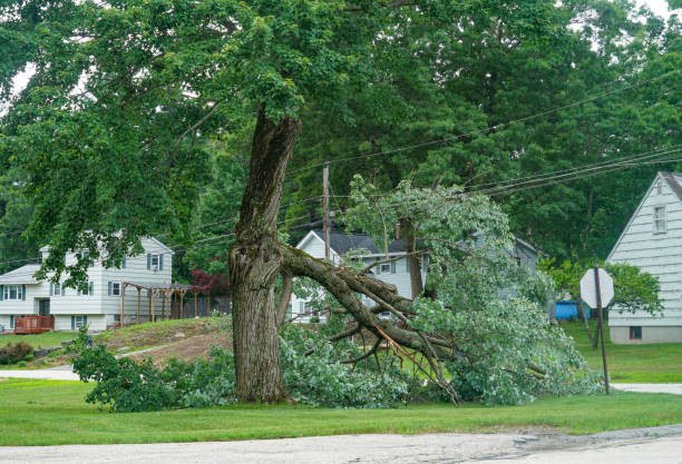 How Our Tree Care Process Works  in  Waterford, CA